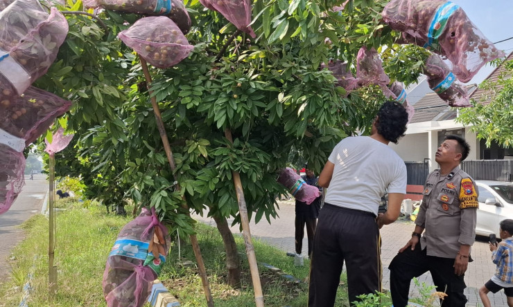 Polisi Ajari Warga Desa Randegan Tanggulangin Perawatan Tanaman Kelengkeng untuk Hasil Lebih Lebat
