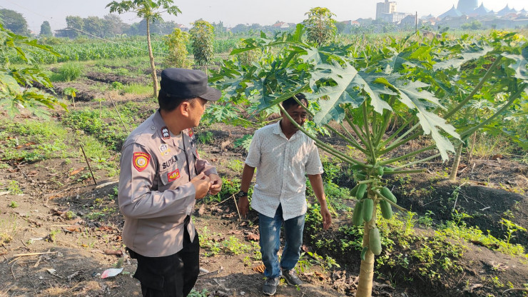 Desa Tanjungsari Perkuat Ketahanan Pangan dengan Program Penanaman Pepaya Bersama Bhabinkamtibmas