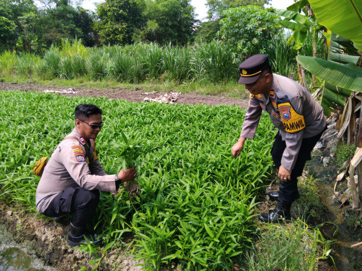 Polsek Krembung Gandeng Petani Desa Rejeni Dongkrak Ketahanan Pangan Budidaya Kangkung