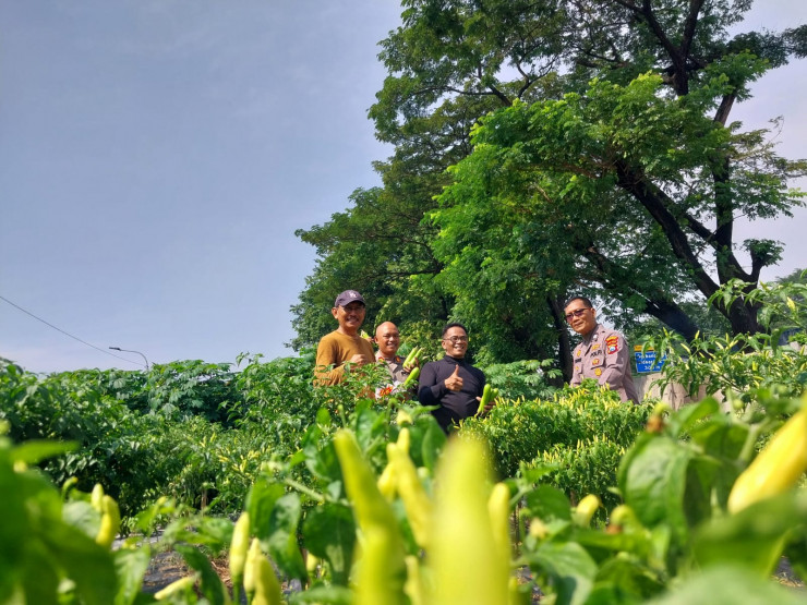 Anggota Polsek Sidoarjo Kota Tinjau Langsung Pengembangan Lahan Cabai dan Jagung Warga Sidokare