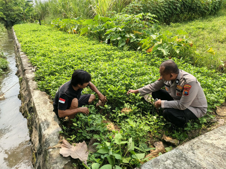 Bhabinkamtibmas Polsek Prambon Pantau Ketahanan Pangan Lahan Kacang Tanah di Desa Watutulis