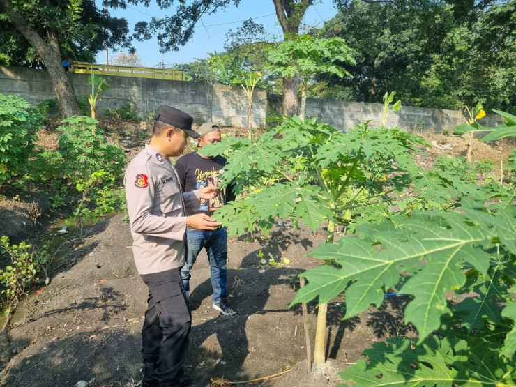 Polsek Taman Polresta Sidoarjo Pacu Ketahanan Pangan Lewat Tanaman Pepaya