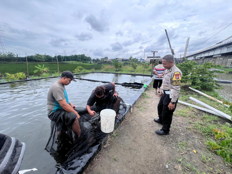 Polsek Wonoayu Apresiasi Budidaya Ikan Mujair Dukung Ketahanan Pangan