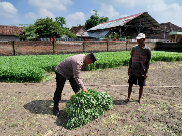 Bhabinkamtibmas Tulangan Dampingi Warga Kelola Pekarangan Bergizi untuk Swasembada Pangan