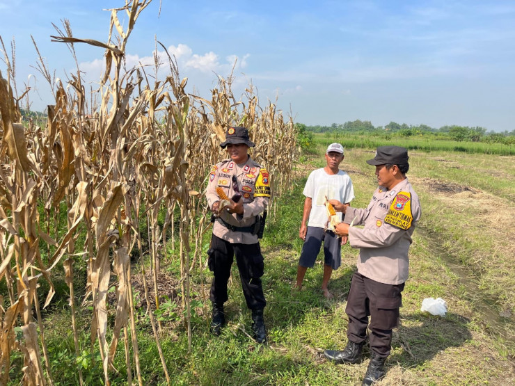 Polisi Apresiasi Panen Jagung di Lahan Ketahanan Pangan Krembung