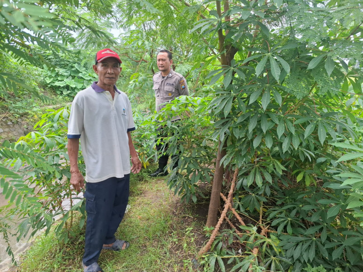 Polsek Tarik Cek Perkebunan Singkong di Desa Balongmacekan untuk Mendukung Swasembada Pangan Mandiri