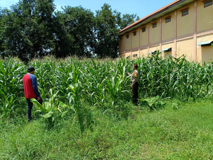 Polsek Balongbendo Dampingi Warga Kelola Jagung