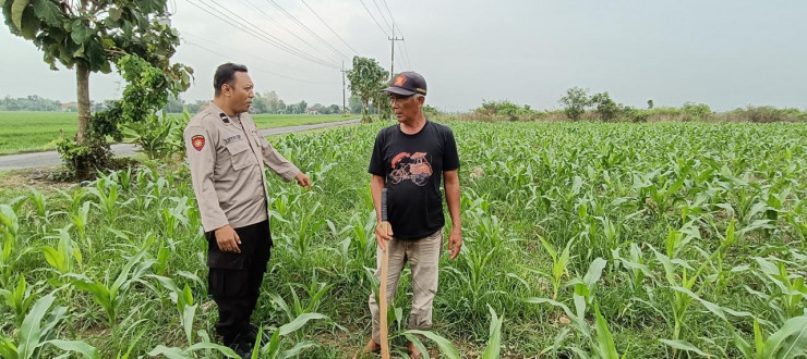 Polsek Tarik Optimalisasi Pengelolahan Lahan Jagung untuk Ketahanan Pangan