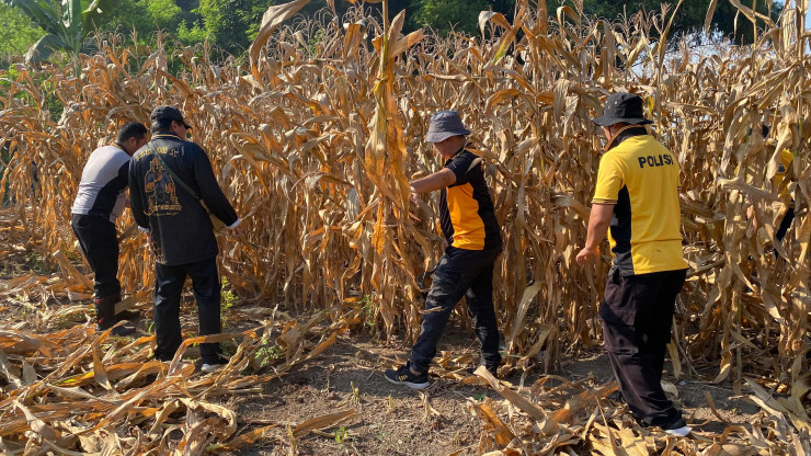 Polsek Balongbendo Gelar Pembersihan Lahan untuk Penanaman Jagung Serentak Dukung Ketahanan Pangan