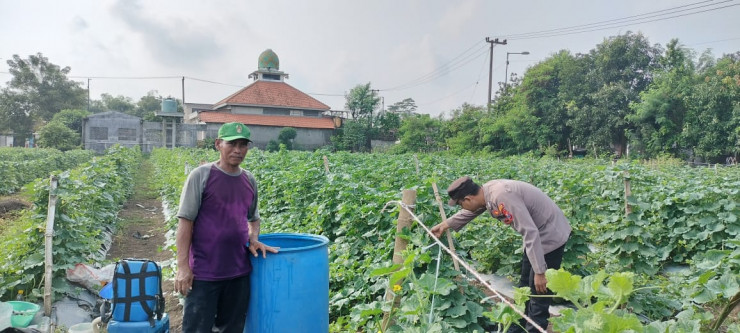 Kapolsek Tarik Masifkan Pendampingan Petani Buah Melon untuk Optimalkan Program Ketahanan Pangan