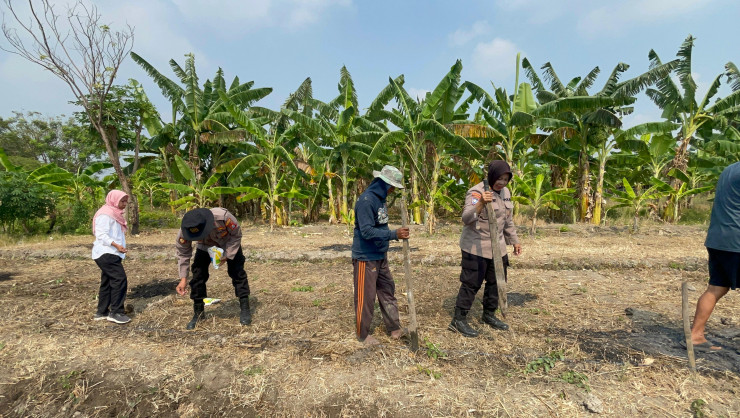 Kanit Binmas Polsek Gedangan Optimalkan Tanaman Jagung di Desa Punggul